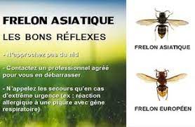 Frelon asiatique : les bons réflexes